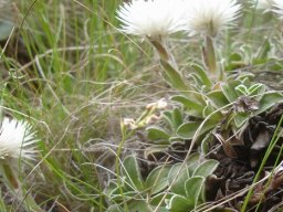 Helichrysum marginatum silent struggle